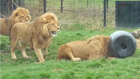 El bidón, esa trampa para leones