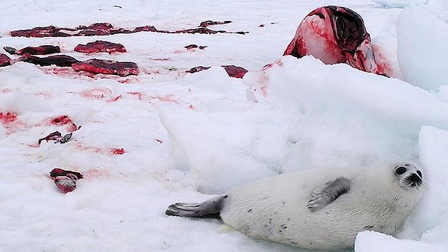 La caza comercial de focas en Canadá comienza este domingo: 468.200 ejemplares de tres especies