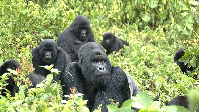 Familia de gorilas de montaña en la cordillera de Virunga