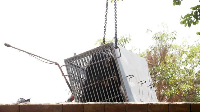 El departamento de Parques Nacionales de Tailandia ya ha confiscado seis ejemplares de oso negro asiático que también albergaba el Templo del Tigre