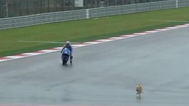 Un perro salta a la pista en Austin