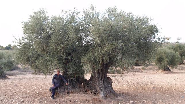 La milagrosa historia del olivo que sobrevivió a la Guerra Civil