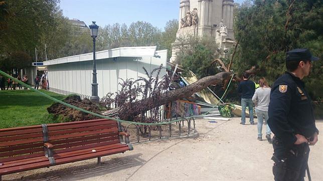 Cae un gran pino frente al monumento de Quijote y Sancho Panza en Plaza de España