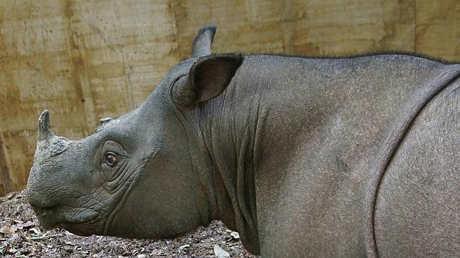 Quedan menos de un centenar de ejemplares de rinoceronte de Sumatra