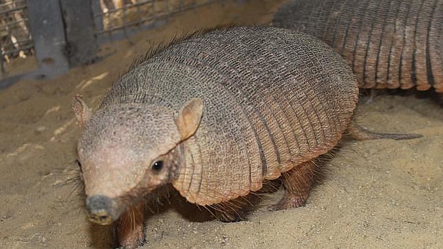 Un hombre dispara a un armadillo y la bala rebota hiriendo a su suegra