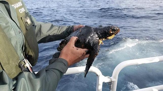 Fotografía facilitada por el Centro de Recuperación de Fauna Silvestre de Tarifa de una tortuga boba impregnada de hidrocarburos y rescatada en la zona afectada por el naufragio del pesquero ruso Oleg Naydenov