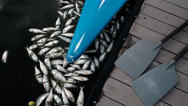 Río 2016: 33 toneladas de peces muertos en la laguna donde se celebrará el remo