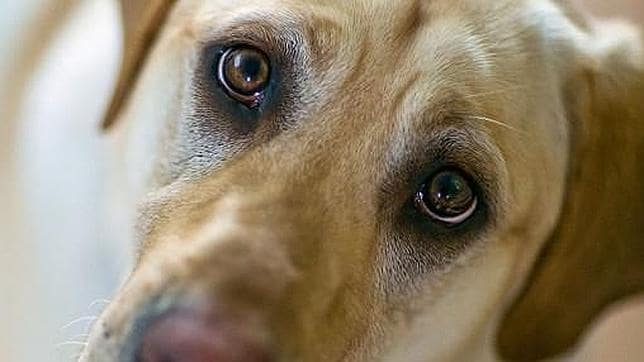 Cómo los perros nos robaron el corazón: sus comportamientos más «humanos»