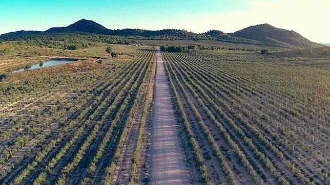 Viñedos del Cortijo Trifillas