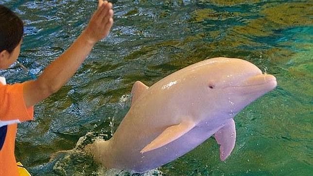 El delfín albino en la piscina del museo en el que vive desde que fue capturado en enero.