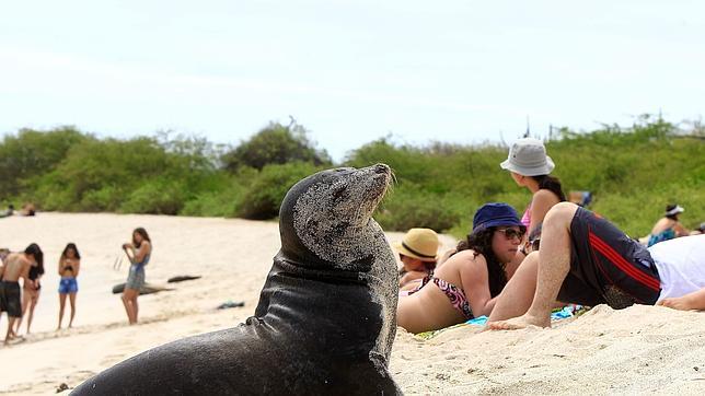 La Policía de Los Ángeles investiga el rapto de una cría de león marino en una playa