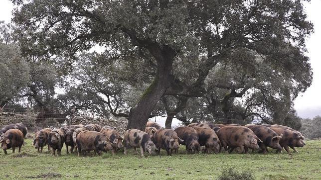 Manchado de Jabugo: la estirpe de cerdo ibérico más amenazada