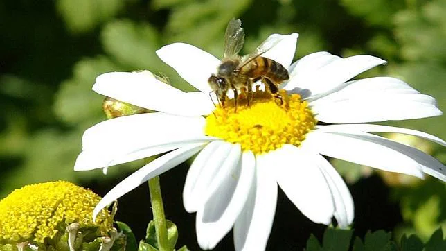 Las abejas prefieren las flores tratadas con algunos insecticidas