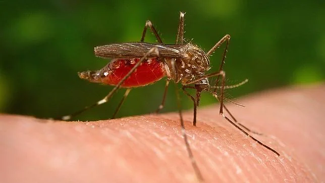 ¿Cómo eligen los mosquitos a sus víctimas?