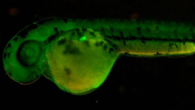 Identificados los genes necesarios para fabricar el páncreas