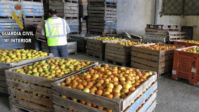 Falsifica 55 documentos para «regularizar» 50.000 kilos de naranjas de origen ilícito