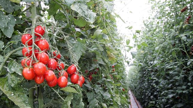 Tomate: la planta que sobrevivió a la gran extinción que acabó con los dinosaurios