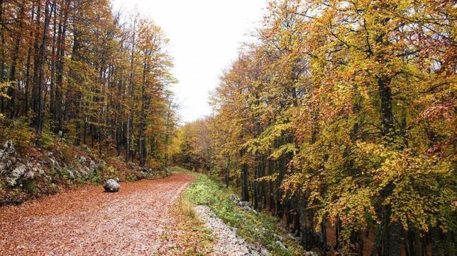 Los bosques podrían convertirse en un recurso clave por acabar con el hambre