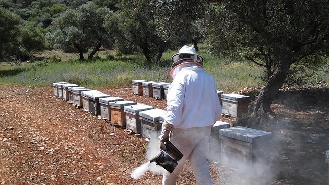 «Las abejas se nos están muriendo»