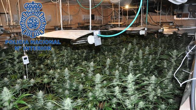 Desarticulada una organización dedicada al narcotráfico e intervenidas 1.500 plantas de marihuana en Toledo