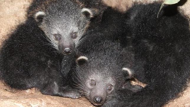 Faunia celebra el nacimiento de tres crías de Biturong oso-gato