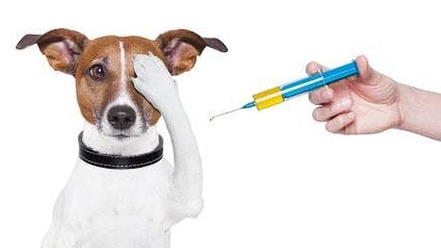 Perros, gatos, conejos y hurones...¡A vacunar!