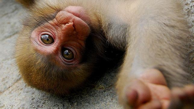 Un zoo nipón mantendrá el nombre de una cría de mono a la que llamó Carlota