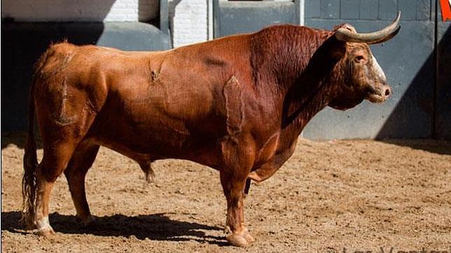 «Barba-Azul», primer toro de San Isidro 2015