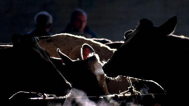 El 30% de ganaderos gallegos cobran solo entre 20 y 22 céntimos por el litro de leche