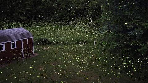 Luciérnagas emiten luz para comunicarse con sus parejas (s58y)