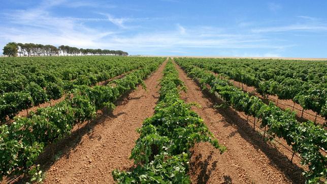 Viñedos de Bodegas Ayuso, en Villarrobledo