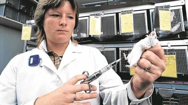 Una investigadora inyecta un fármaco en un ratón de laboratorio
