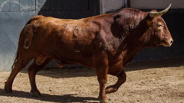 «Brigadier», primer «general» de Pedraza de Yeltes