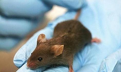 Se han usado ratones modificados en los que algunos genes reguladores estaban inactivados para que sufrieran cáncer (WIKIMEDIA)