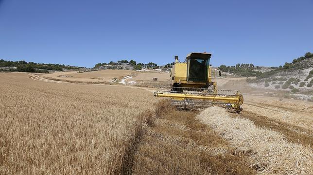 Asaja destaca la «incertidumbre» del campo ante la evolución del cereal de secano por el calor