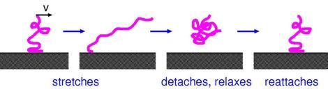 Se forman pequeñas cadenas moleculares entre goma y asfalto (Bo Persson, FZ Jülich)