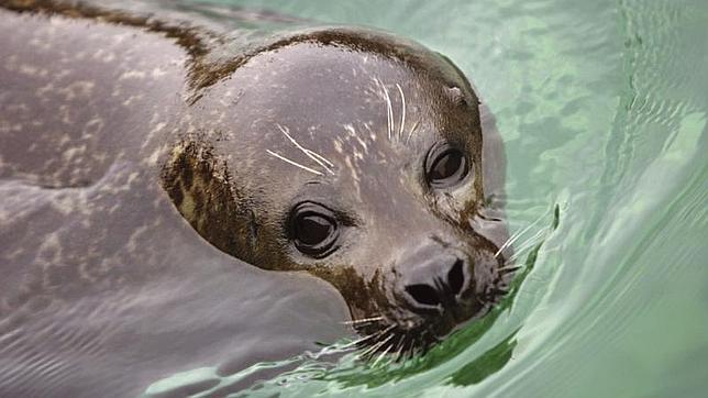 Las focas amenazan la recuperación del bacalao del Atlántico