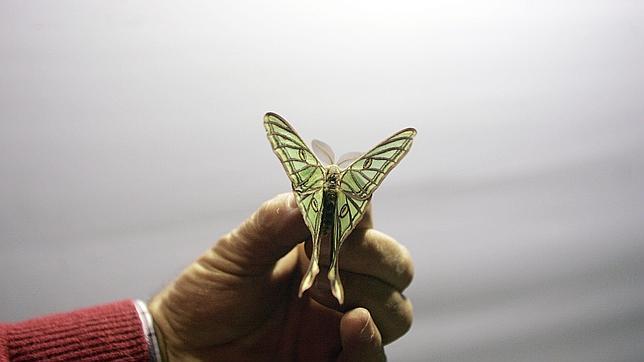 Crean el primer plan nacional para la conservación de las mariposas