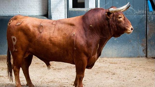 Antonio Ferrera pisa Madrid con «Amoroso»