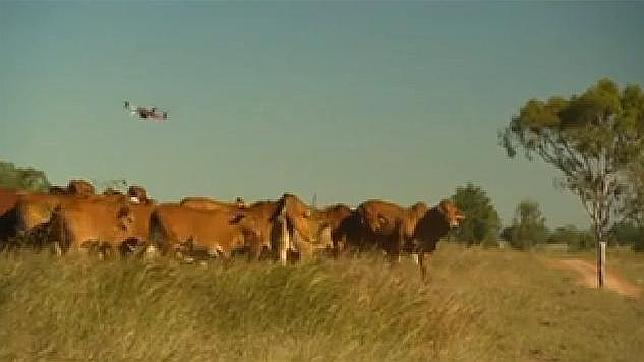 Granjeros australianos barajan el uso de drones para el pastoreo