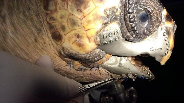 Salvan la vida de una tortuga gracias al implante de una mandíbula impresa en 3D