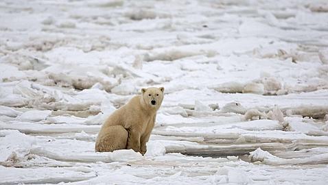 El tamaño de un extraterrestre podría coincidir con el de un oso