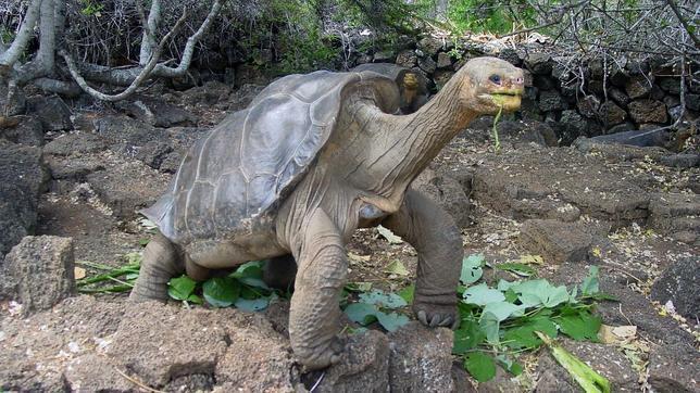 Las Tortugas vuelven a las islas Galápagos