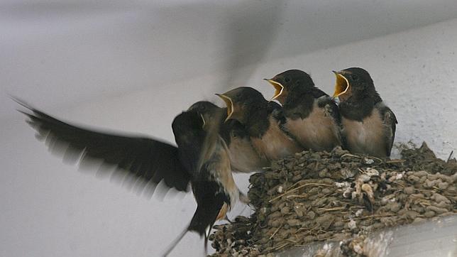 ¿Qué debo hacer si encuentro un nido de golondrina o vencejo en mi tejado?