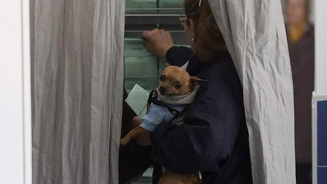 Una mujer selecciona las papeletas con su perro en brazos