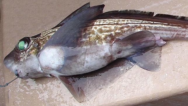 Una quimera o gato capturada