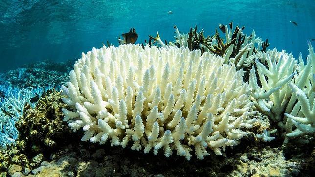 Coral blanqueado en Fiji