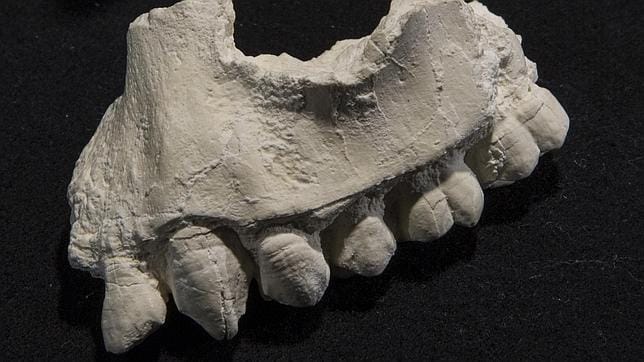 Se cree que es una nueva especie porque tiene unos dientes distintos a los de otras