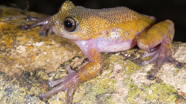 Una rana, un murciélago o una avispa están entre las nuevas especies descubiertas