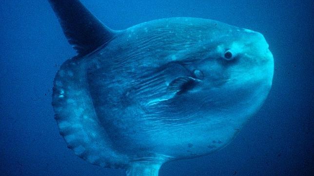 Mola Mola
